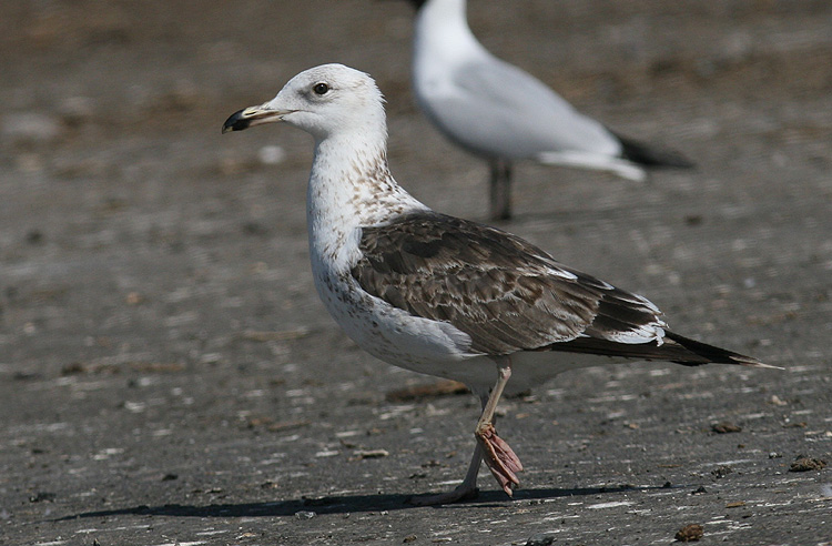 Larus fuscus