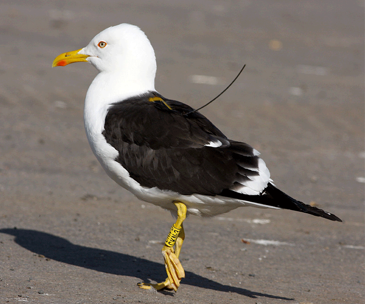 Larus fuscus fuscus