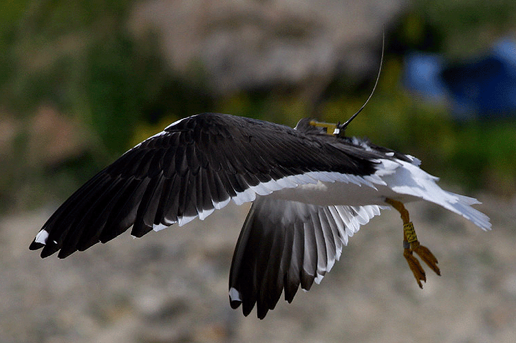 Larus fuscus fuscus