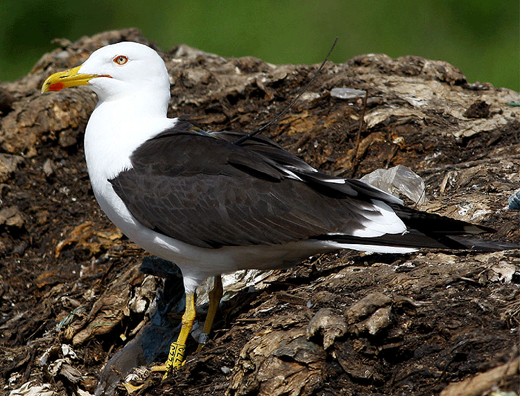 Larus fuscus fuscus
