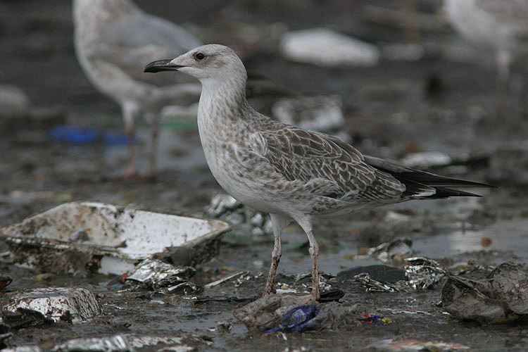juvenile L. cachinnans