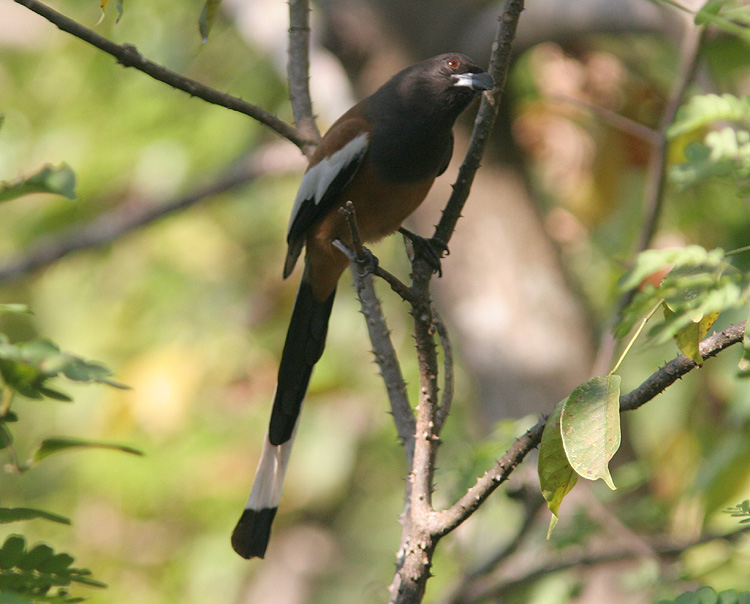 Dendrocitta vagabunda