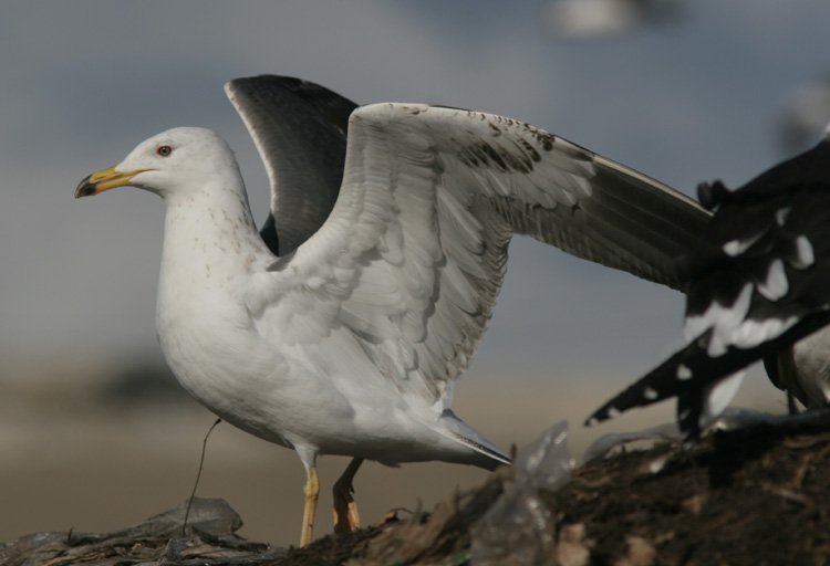 Larus (fuscus) heuglini