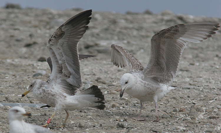 Larus f. fuscus