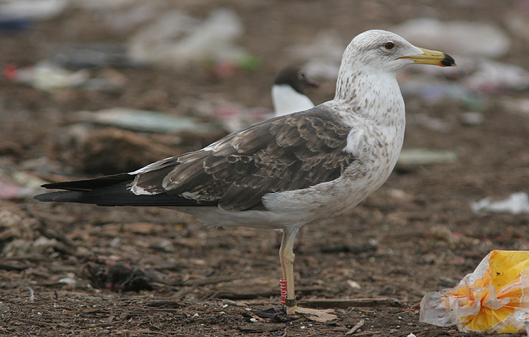 Larus f. fuscus