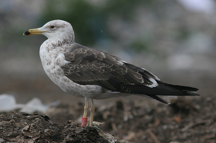 Larus f. fuscus
