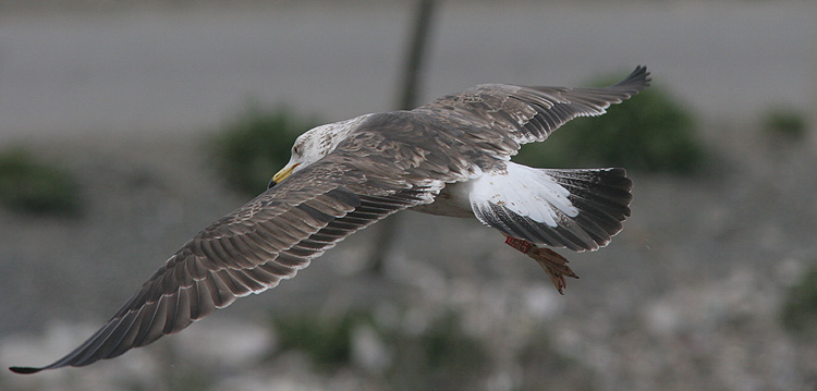 Larus f. fuscus