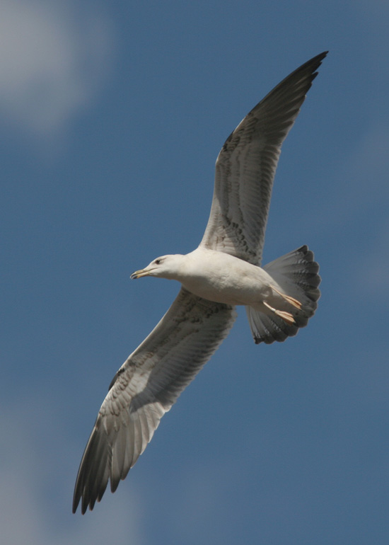 Larus fuscus
