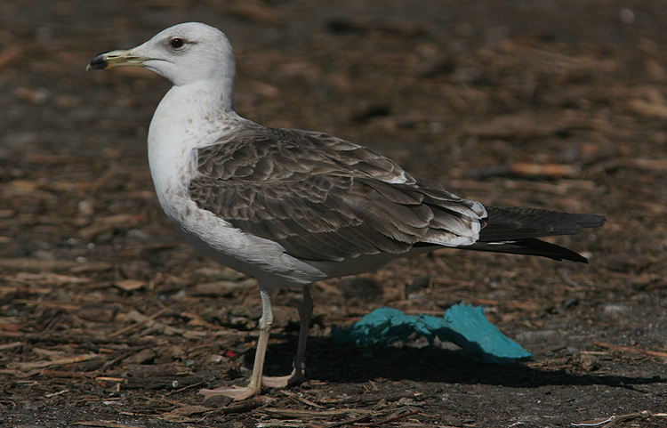 Larus fuscus