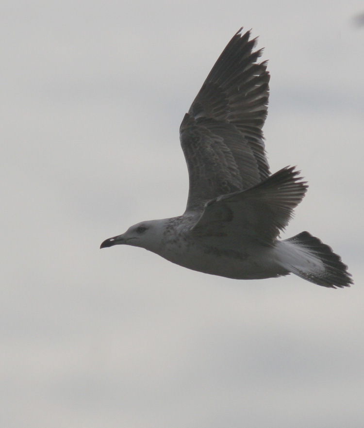 Larus f. heuglini
