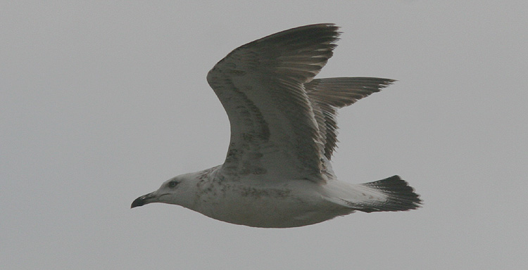 Larus f. heuglini