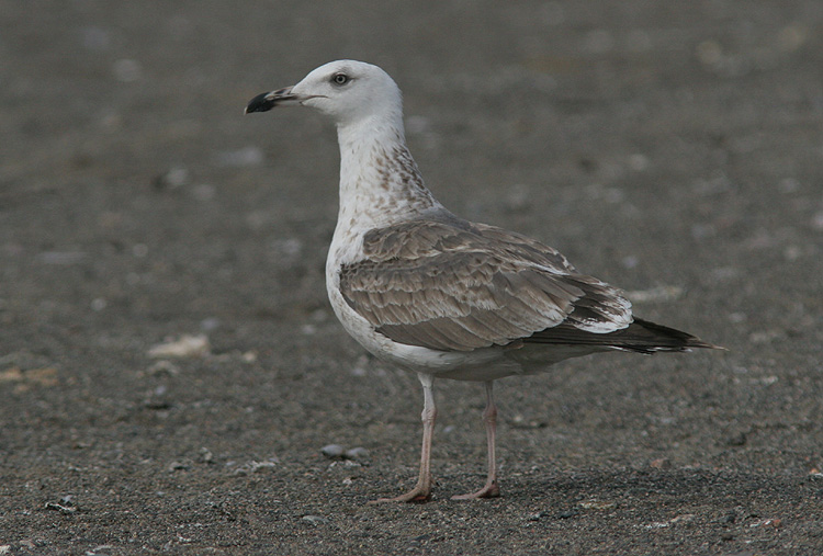 Larus f. heuglini