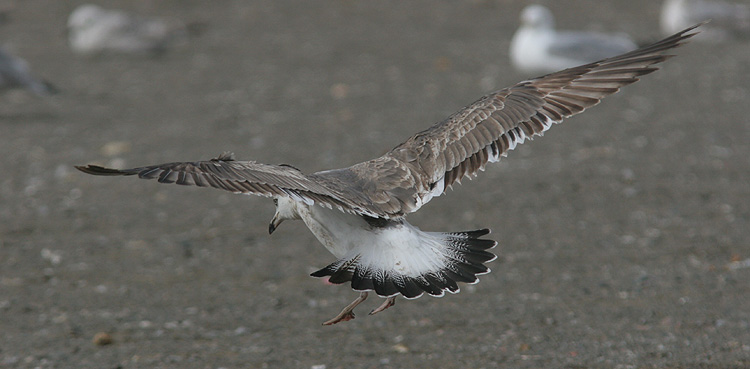 Larus f. heuglini