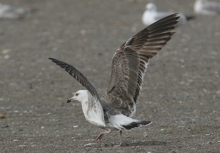 Larus f. heuglini