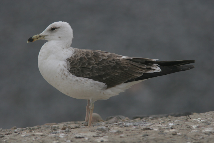 Larus fuscus