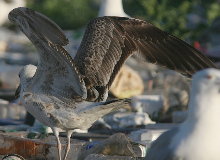 Larus (f.) heuglini