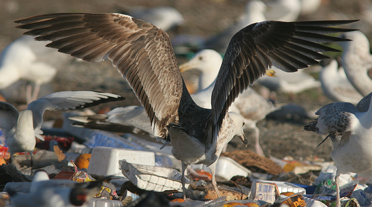 Larus (f.) heuglini