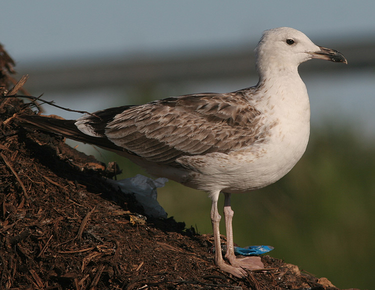 Larus (f.) heuglini