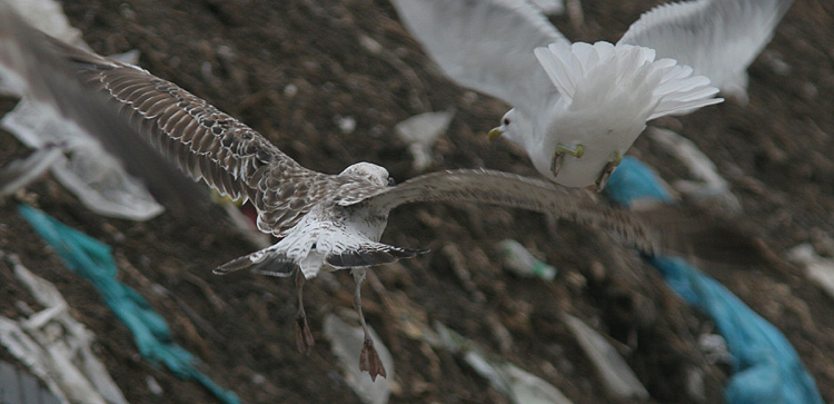 Larus fuscus of unknown subspecies