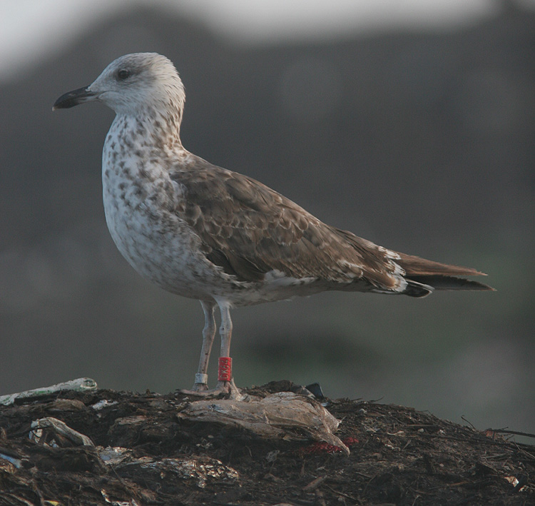 Larus fuscus