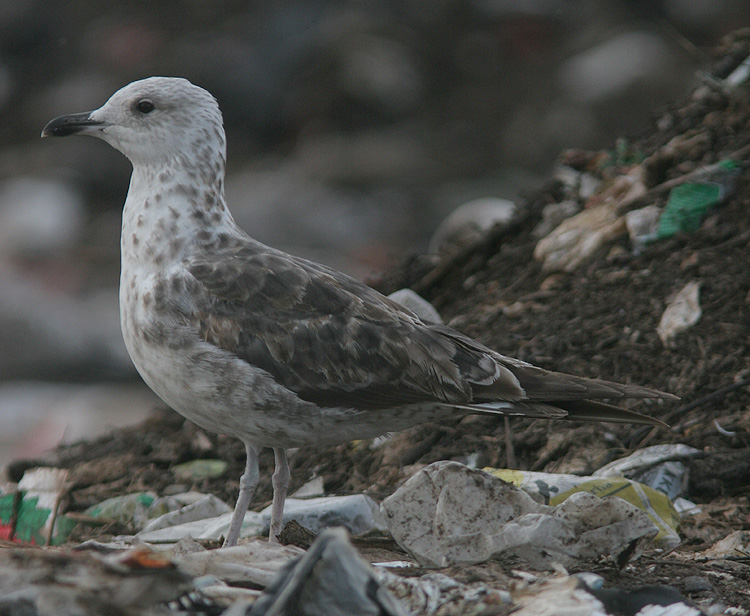 Larus fuscus