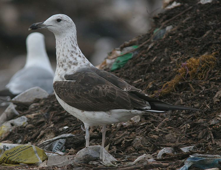 Larus fuscus