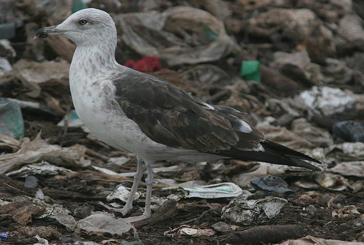 Larus fuscus