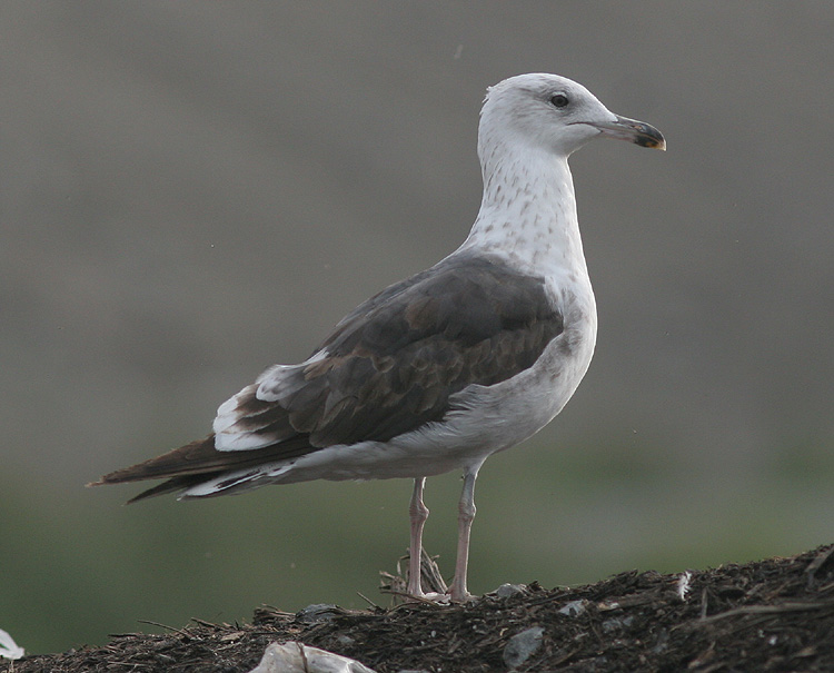 Larus fuscus