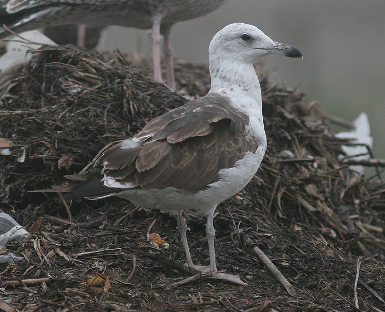 Larus fuscus