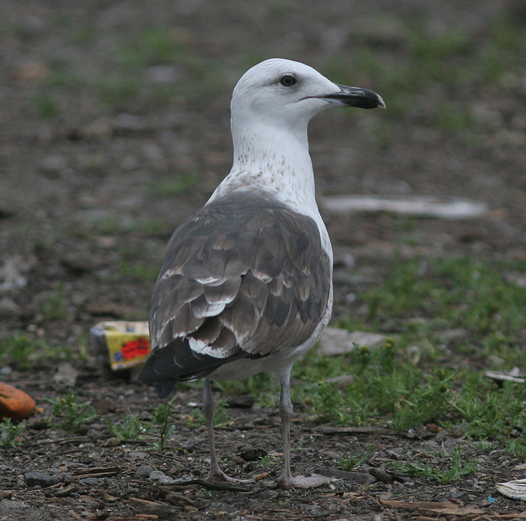 Larus fuscus