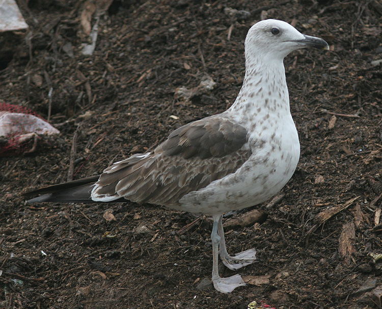 Larus fuscus