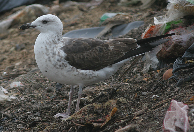 Larus fuscus