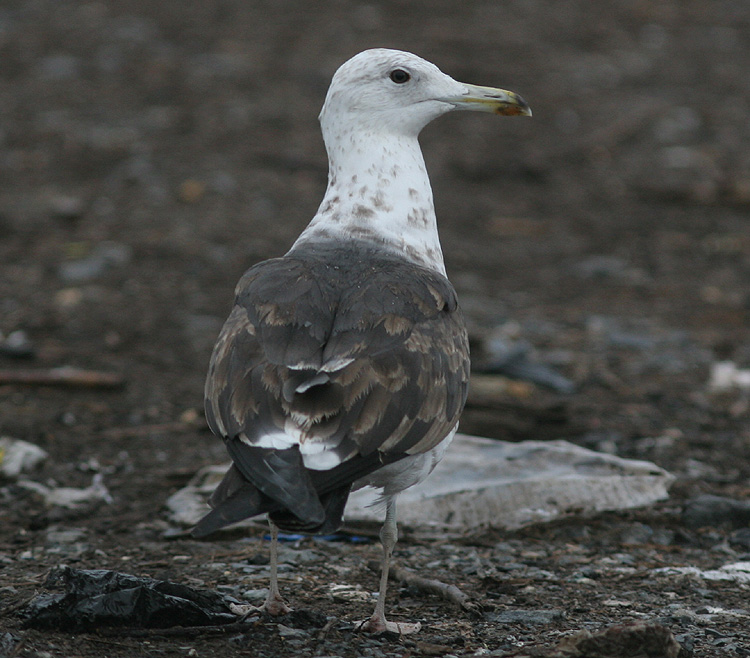 Larus fuscus
