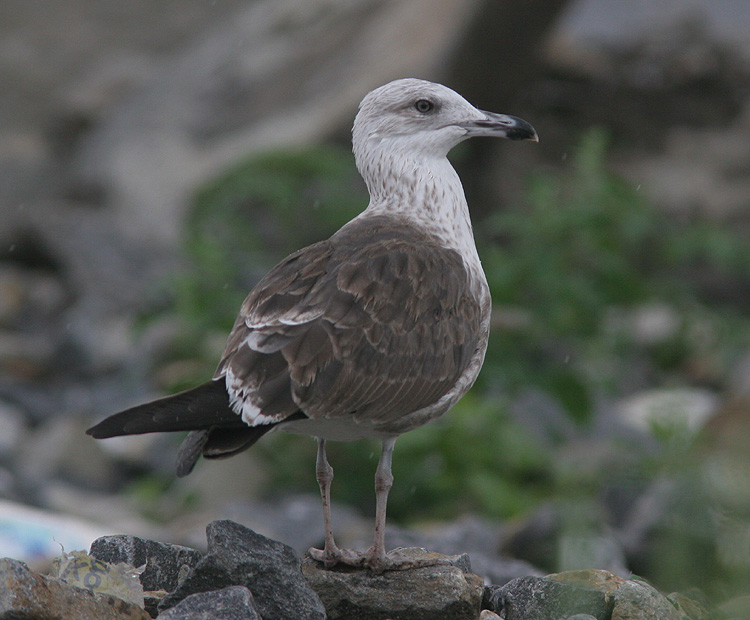 Larus fuscus