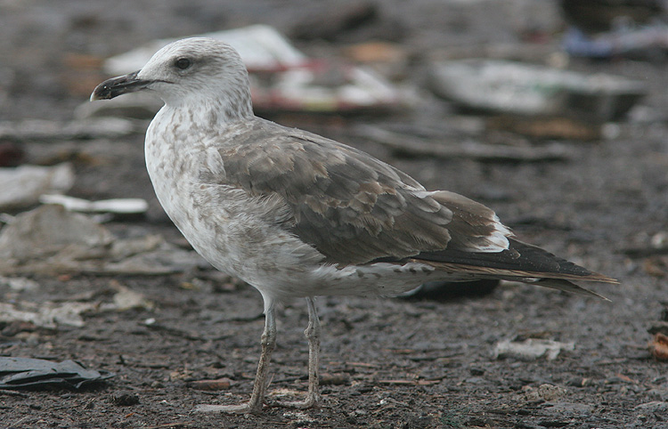 Larus fuscus