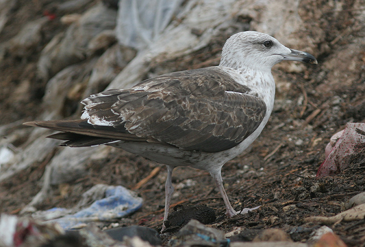 Larus fuscus