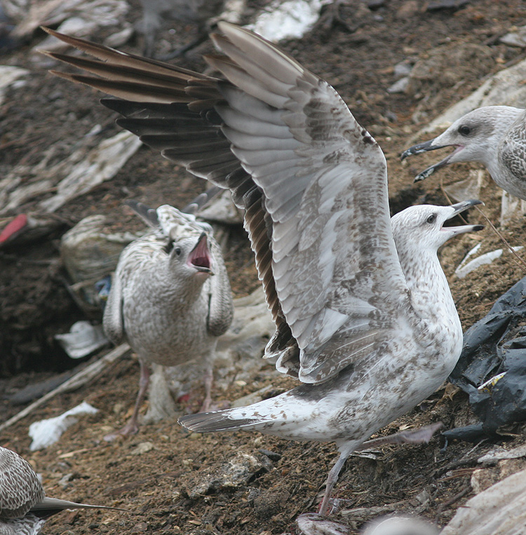 Larus fuscus