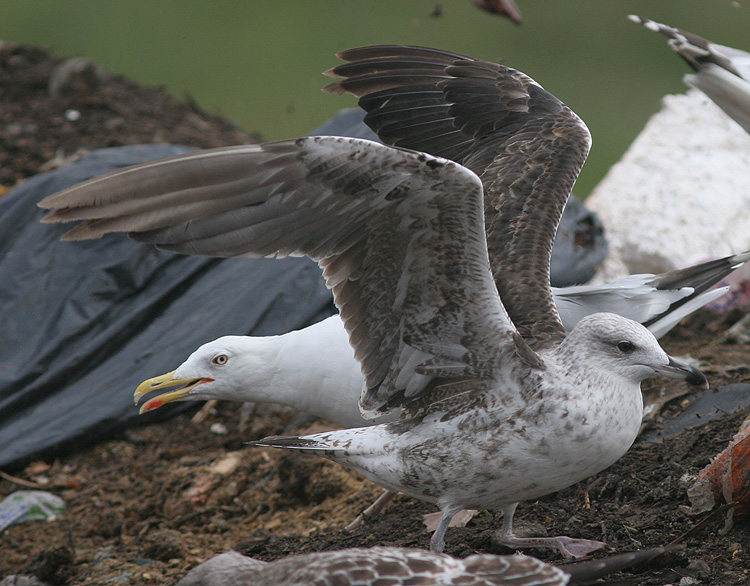 Larus fuscus