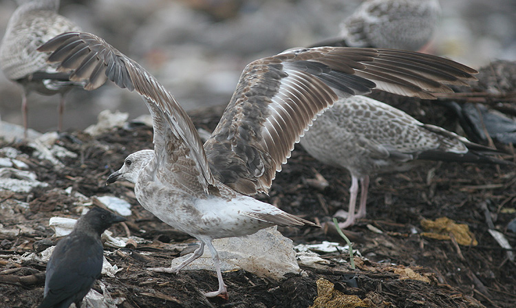 Larus fuscus