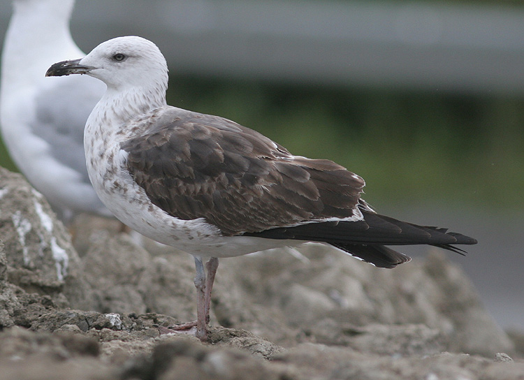 Larus fuscus