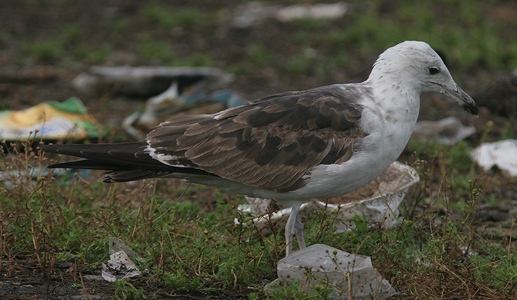 Larus fuscus