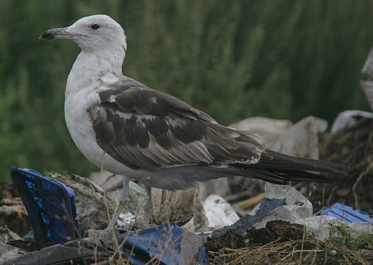 Larus fuscus