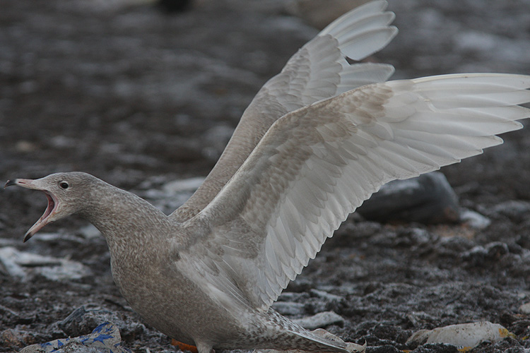 Larus hyperboreus