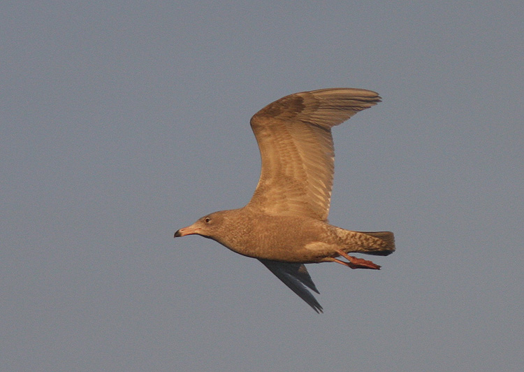 Larus hyperboreus