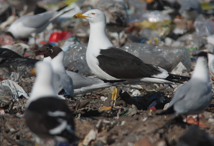 Larus fuscus