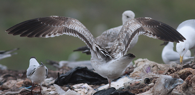 Larus (f.) heuglini
