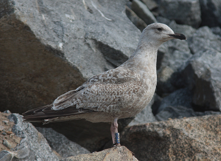 Larus argentatus