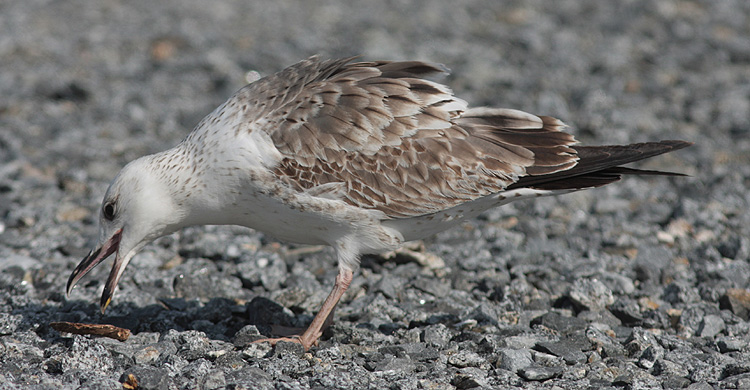 Larus (f.) heuglini