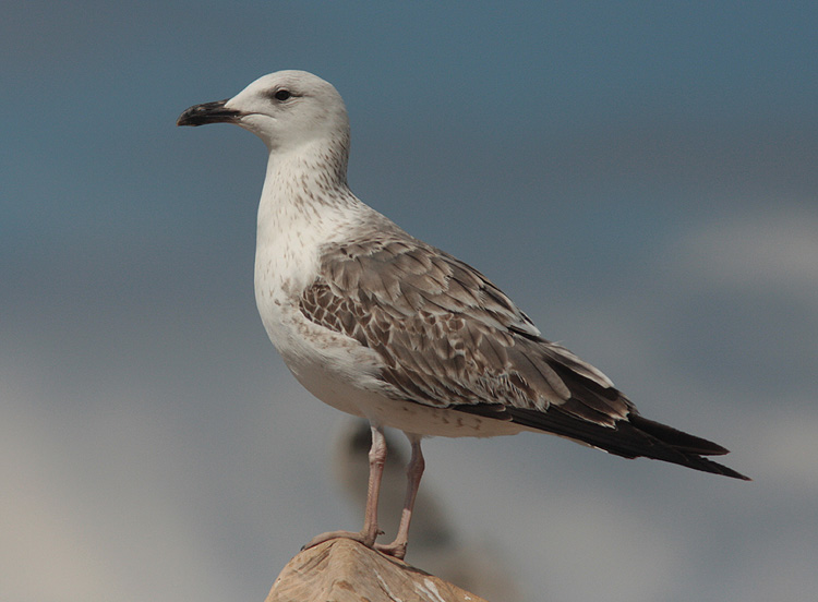Larus (f.) heuglini