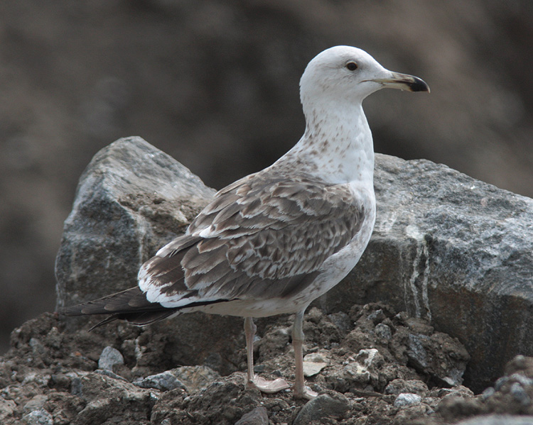 Larus fuscus